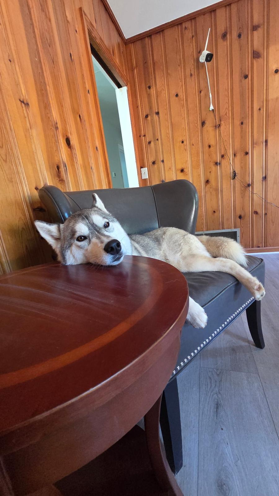 A husky relaxing comfortably indoors