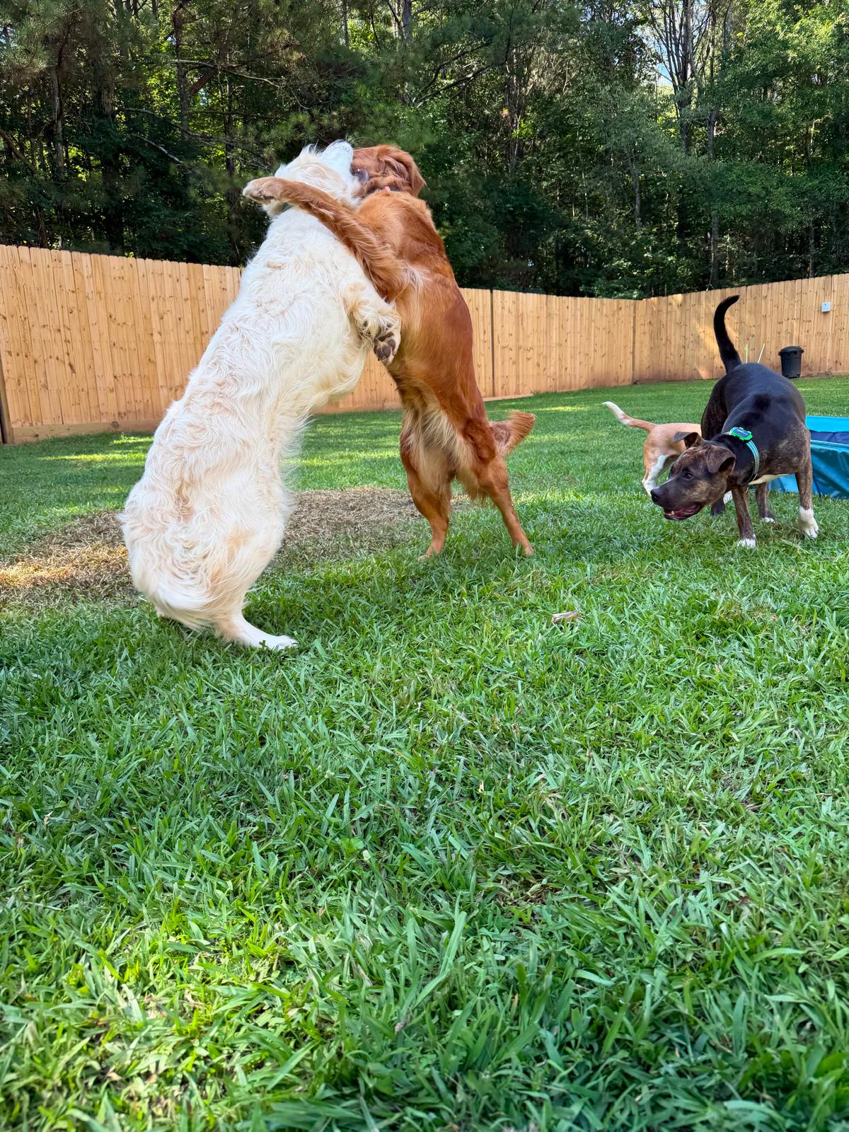 Dogs playing together in the yard