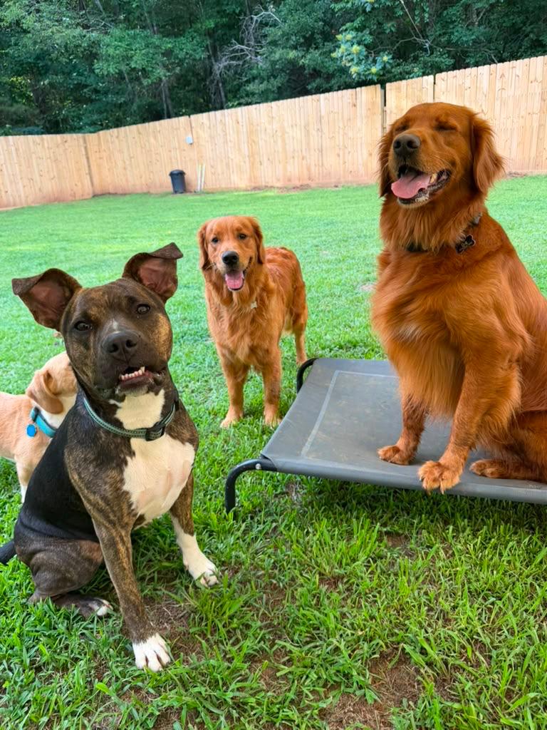 A group of dogs enjoying the Dog Friends yard