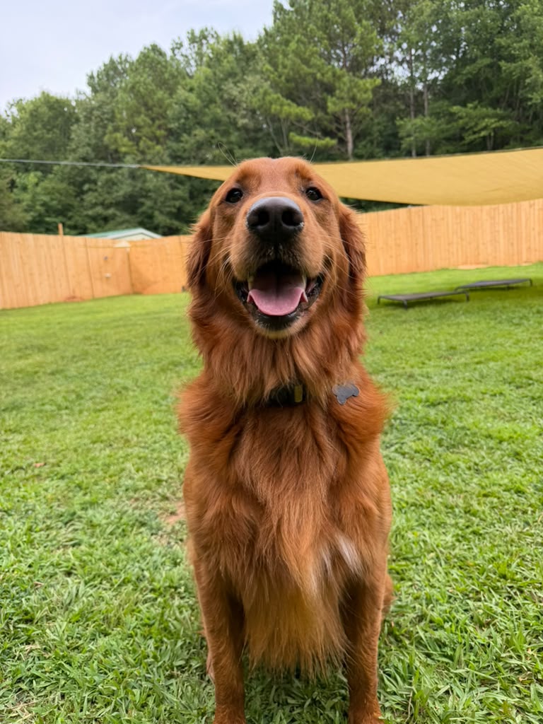 A golden retriever sitting in the yard