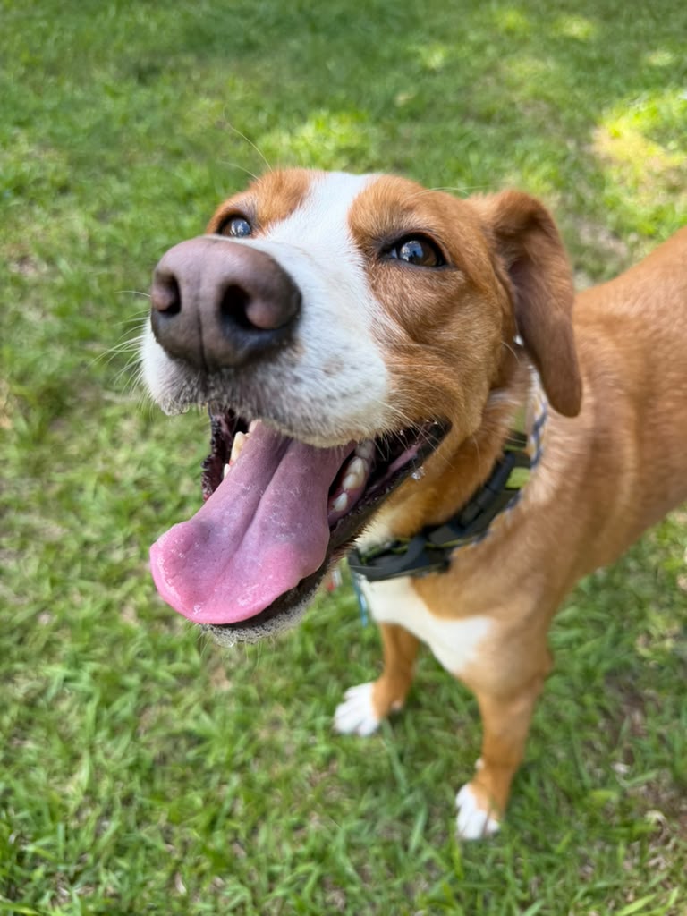 A happy dog smiling outside