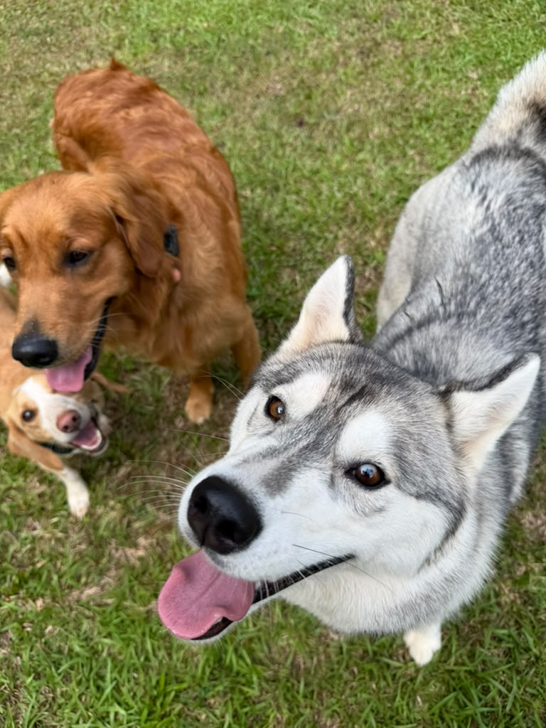 Three dogs smiling together outside