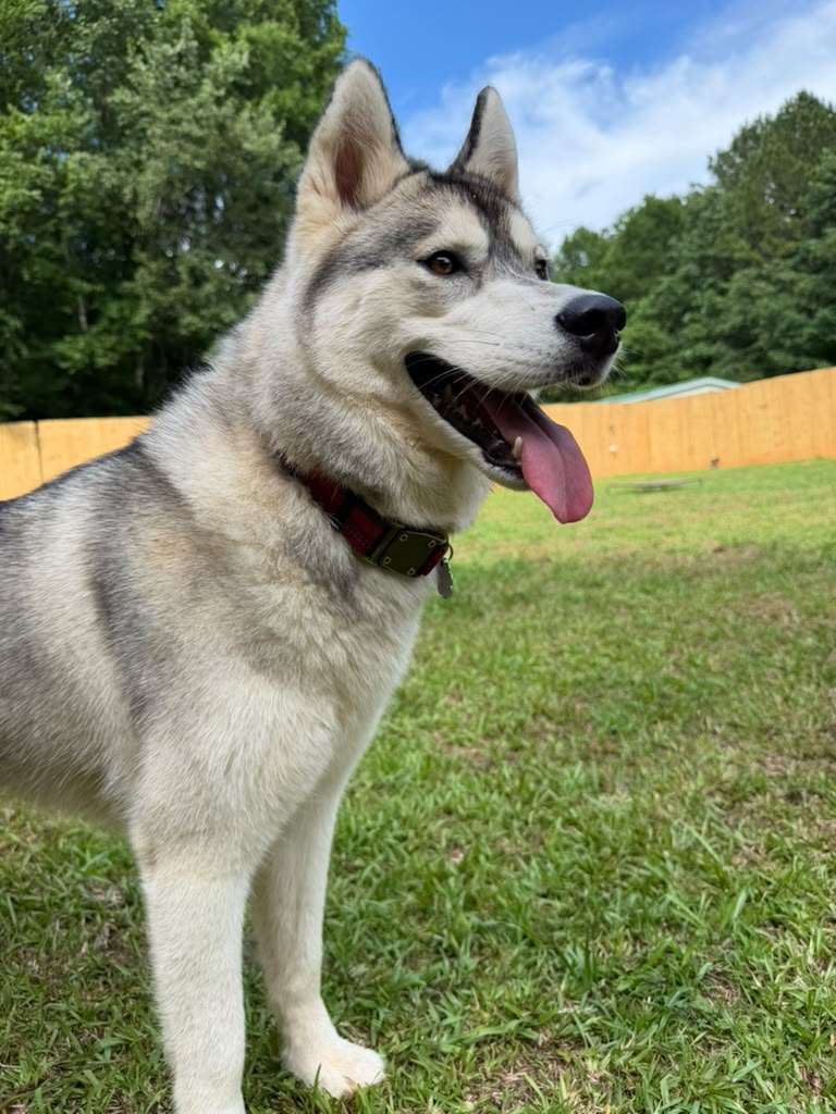 A happy husky enjoying the yard