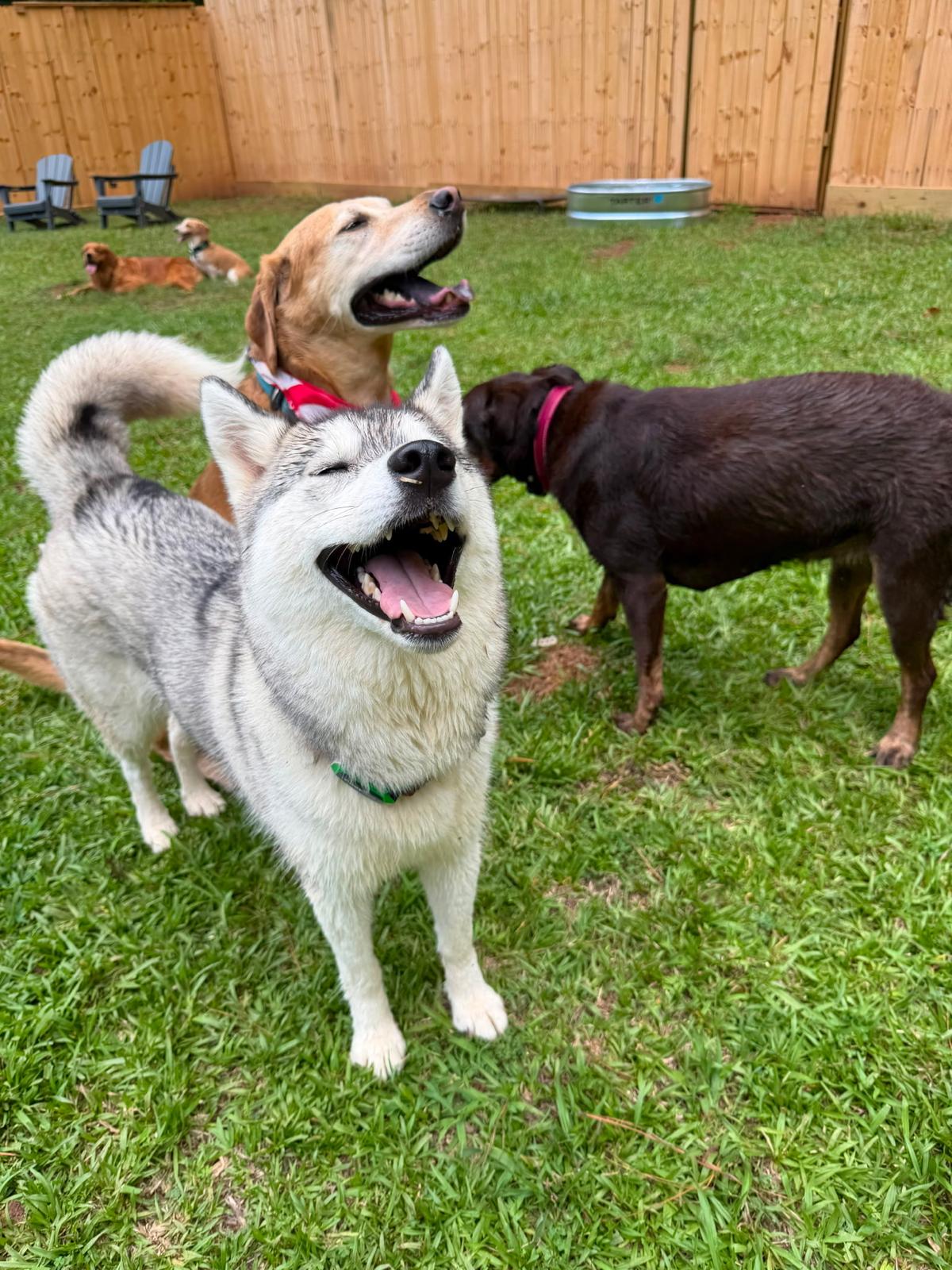 Happy dogs enjoying outdoor playtime together in the Dog Friends yard
