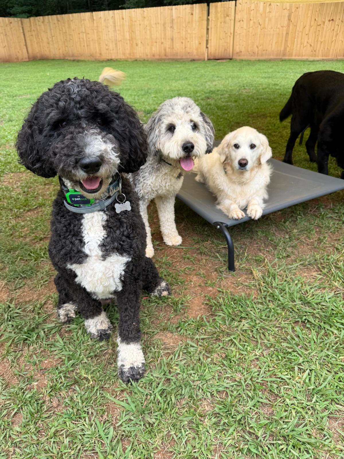 A small, thoughtfully matched group of dogs together in the Dog Friends yard