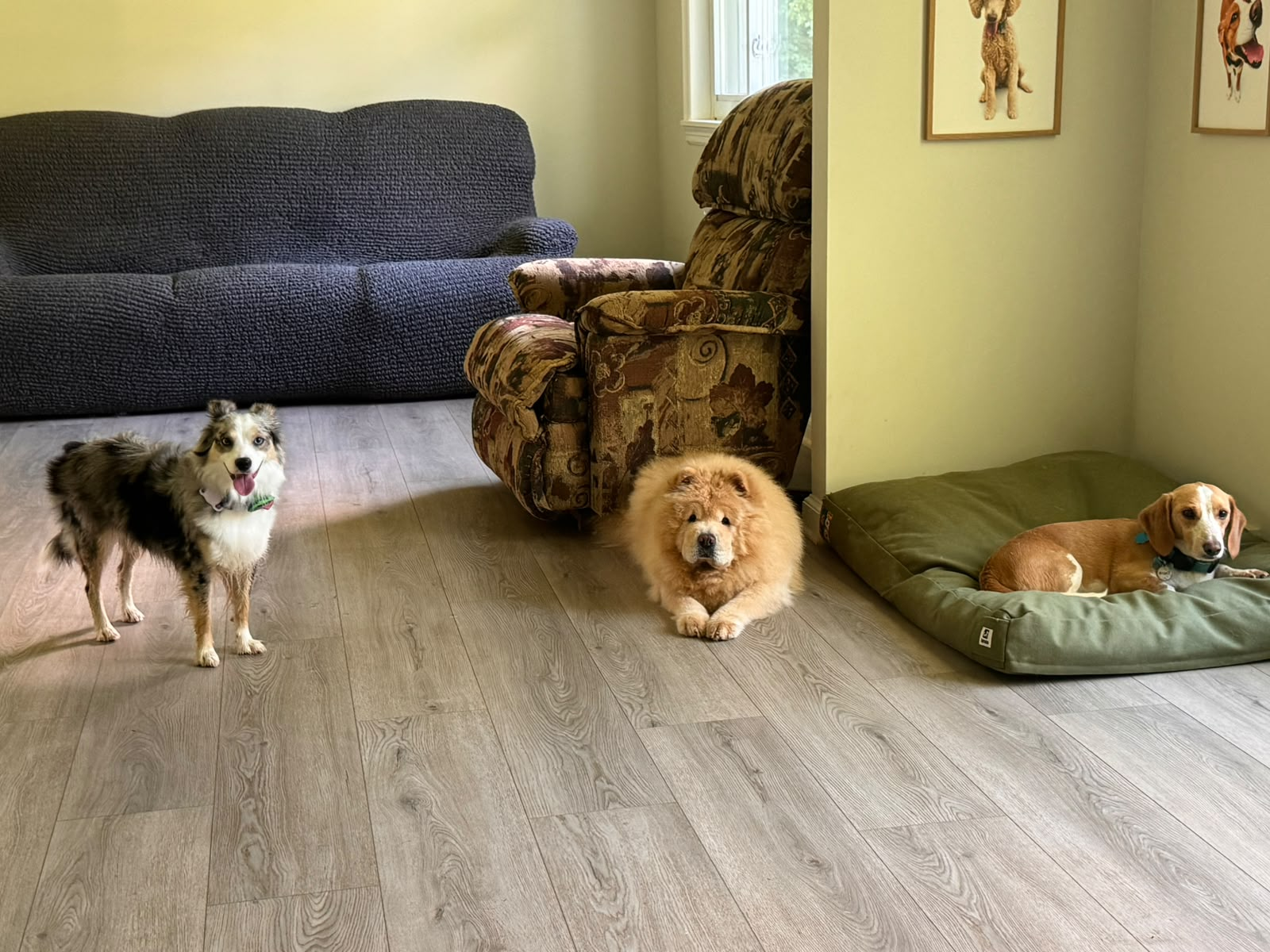 Three dogs relaxing together inside the Dog Friends home