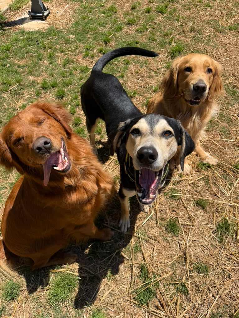 Three happy dogs together in the Dog Friends yard